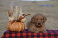 Kyle, a male Golden Retriever for sale in Kemp, TX – 1 of 2