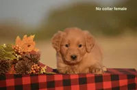 Kenya, a female Golden Retriever for sale in Kemp, TX – 2 of 2