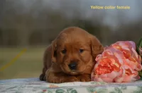Kirsten, a male Golden Retriever for sale in Kemp, TX – Photo 1 of 2