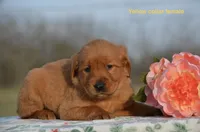 Kirsten, a male Golden Retriever for sale in Kemp, TX – Photo 2 of 2