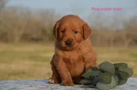 Kody, a male Golden Retriever for sale in Kemp, TX – Photo 1 of 2