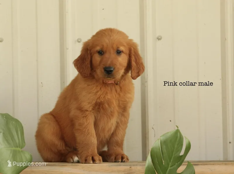Kody – Golden Retriever puppy for sale in Kemp, TX