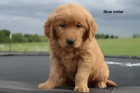 Addison, a female Golden Retriever for sale in Kemp, TX – Photo 1 of 3