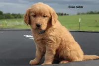 Addison, a female Golden Retriever for sale in Kemp, TX – Photo 2 of 3