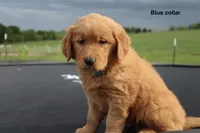 Addison, a female Golden Retriever for sale in Kemp, TX – Photo 3 of 3