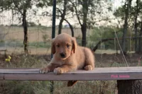 Lulu, a female Golden Retriever for sale in Kemp, TX – 1 of 4