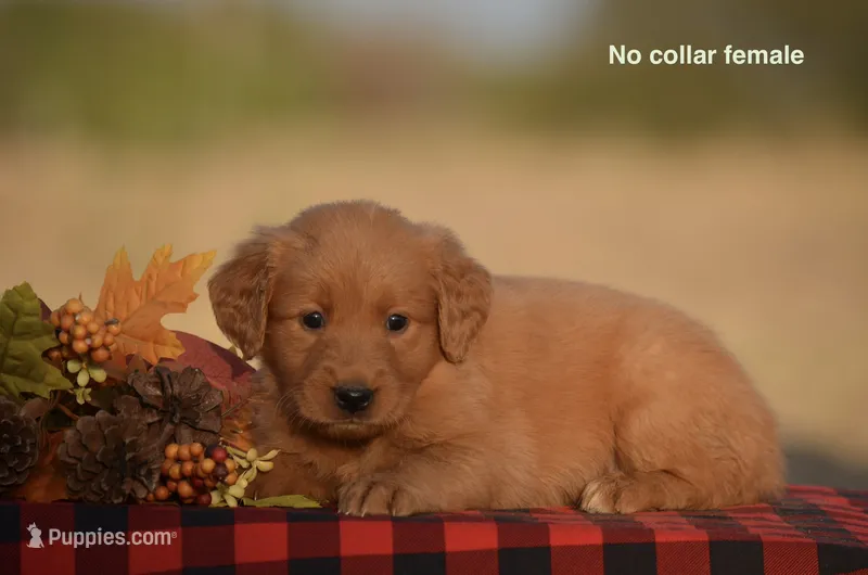 Kenya – Golden Retriever puppy for sale in Kemp, TX