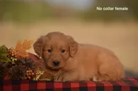 Kenya, a female Golden Retriever for sale in Kemp, TX – 1 of 2