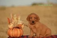 Karl, a male Golden Retriever for sale in Kemp, TX – 2 of 2
