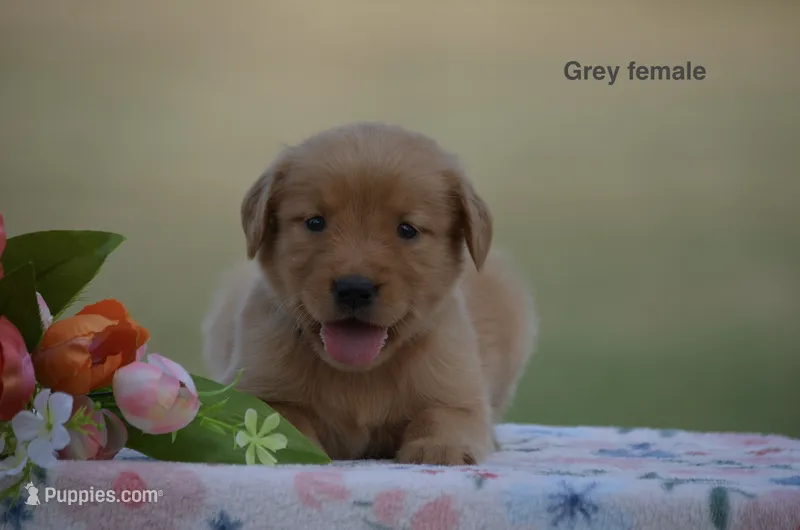 Lexi – Golden Retriever puppy for sale in Kemp, TX