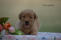 Lexi, a male Golden Retriever for sale in Kemp, TX – 1 of 2