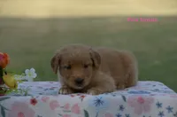 Lulu , a male Golden Retriever for sale in Kemp, TX – 2 of 2