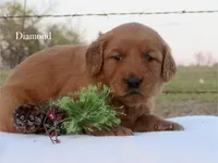 Diamond, a female Golden Retriever for sale in Kemp, TX – Photo 1 of 2