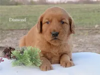 Diamond, a female Golden Retriever for sale in Kemp, TX – Photo 2 of 2