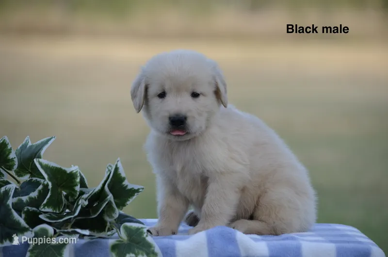 Lief – Golden Retriever puppy for sale in Kemp, TX
