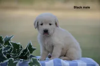 Lief, a male Golden Retriever for sale in Kemp, TX – 1 of 2