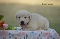 Lori, a male Golden Retriever for sale in Kemp, TX – 2 of 2