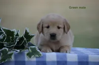 Les, a male Golden Retriever for sale in Kemp, TX – 1 of 2