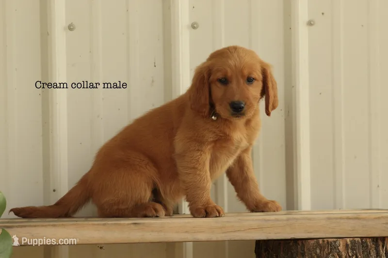 Karl – Golden Retriever puppy for sale in Kemp, TX