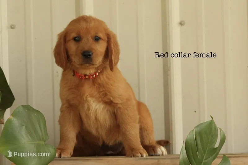 Karmen – Golden Retriever puppy for sale in Kemp, TX