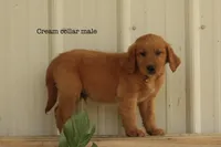 Karl, a male Golden Retriever for sale in Kemp, TX – Photo 2 of 3