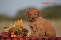 Kristy , a female Golden Retriever for sale in Kemp, TX – 2 of 2