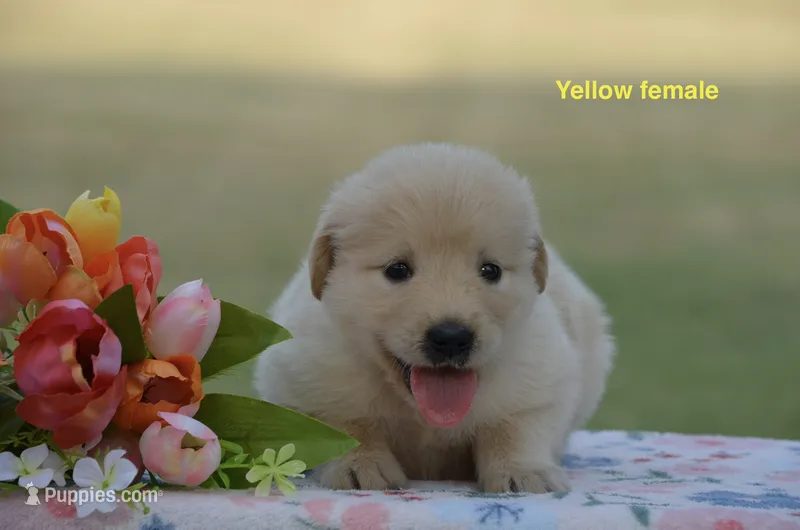 Lily – Golden Retriever puppy for sale in Kemp, TX