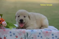 Lily, a male Golden Retriever for sale in Kemp, TX – 2 of 2