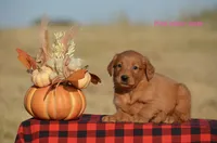 Kody, a male Golden Retriever for sale in Kemp, TX – 2 of 2