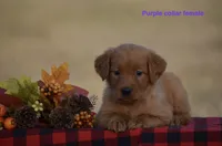 Kyler, a female Golden Retriever for sale in Kemp, TX – 2 of 2