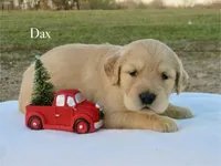 Dax, a male Golden Retriever for sale in Kemp, TX – Photo 2 of 2