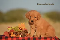 Kirsten, a female Golden Retriever for sale in Kemp, TX – 2 of 2