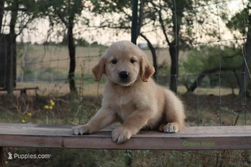 Les – Golden Retriever puppy for sale in Kemp, TX