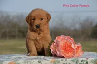 Katy, a male Golden Retriever for sale in Kemp, TX – Photo 2 of 2