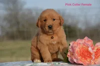 Katy, a male Golden Retriever for sale in Kemp, TX – Photo 1 of 2