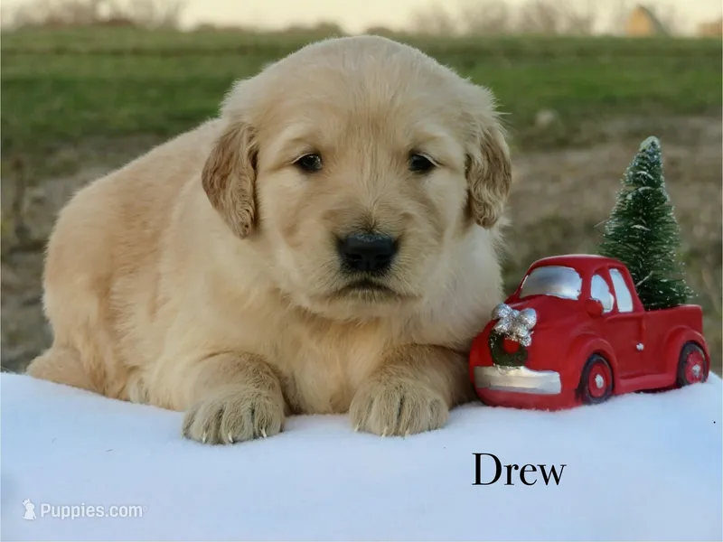 Drew, a male Golden Retriever for sale in Kemp, TX – Photo 1 of 2