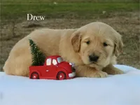 Drew, a male Golden Retriever for sale in Kemp, TX – Photo 2 of 2