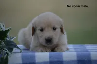 Logan, a male Golden Retriever for sale in Kemp, TX – 2 of 2