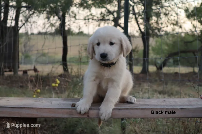 Lief – Golden Retriever puppy for sale in Kemp, TX