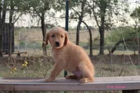 Lulu, a female Golden Retriever for sale in Kemp, TX – 2 of 4