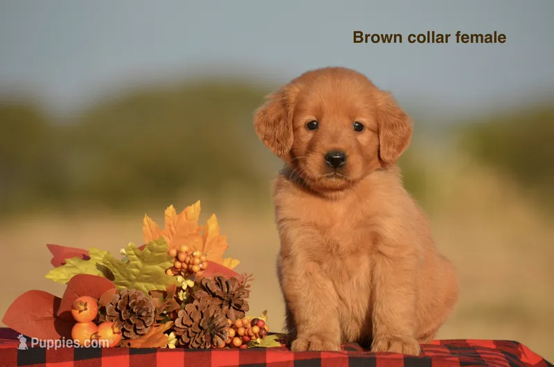Kirsten – Golden Retriever puppy for sale in Kemp, TX