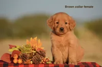 Kirsten, a female Golden Retriever for sale in Kemp, TX – 1 of 2
