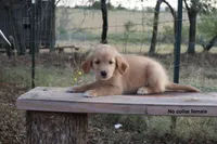 Lucia , a female Golden Retriever for sale in Kemp, TX – 2 of 4