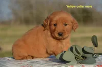 Karson, a male Golden Retriever for sale in Kemp, TX – Photo 2 of 2