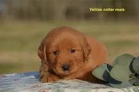 Karson, a male Golden Retriever for sale in Kemp, TX – Photo 1 of 2