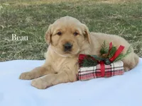 Beau, a male Golden Retriever for sale in Kemp, TX – Photo 2 of 2