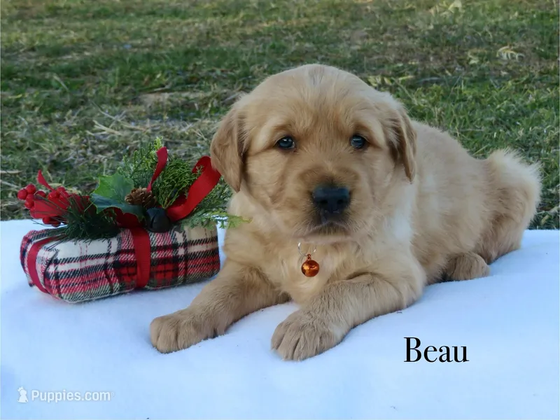 Beau, a male Golden Retriever for sale in Kemp, TX – Photo 1 of 2