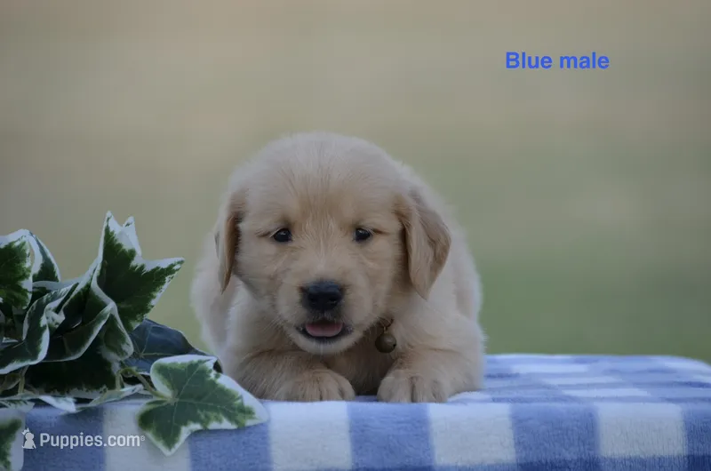 Lonnie – Golden Retriever puppy for sale in Kemp, TX