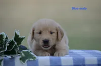 Lonnie, a male Golden Retriever for sale in Kemp, TX – 1 of 2