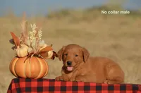 Kenyon, a male Golden Retriever for sale in Kemp, TX – 2 of 2